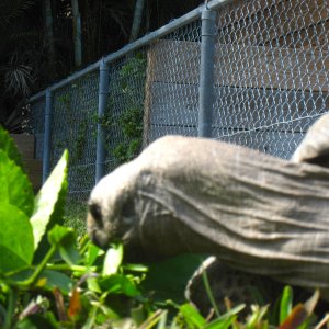 ALDABRA BREEDER