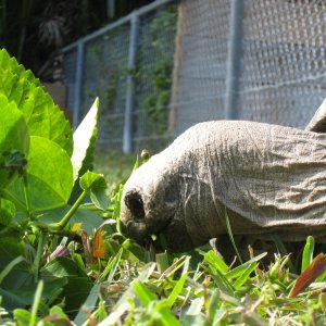 ALDABRA BREEDER