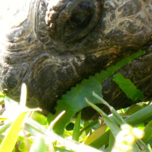 ALDABRA BREEDER