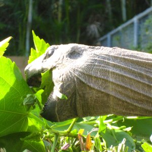 ALDABRA BREEDER