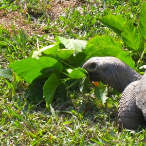 ALDABRA BREEDER