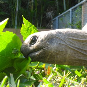 ALDABRA BREEDER
