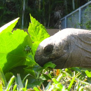 ALDABRA BREEDER