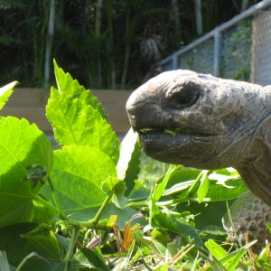 ALDABRA BREEDER