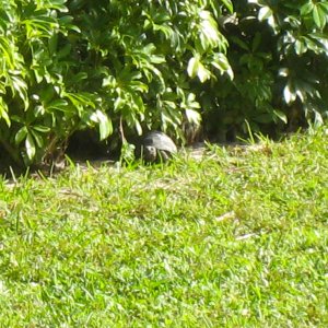 ALDABRA BREEDER