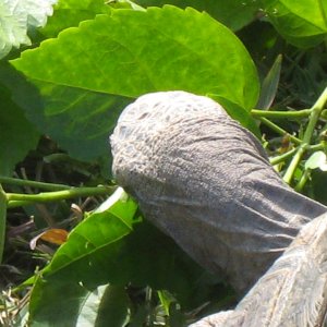 ALDABRA BREEDER