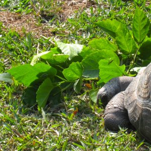 ALDABRA BREEDER