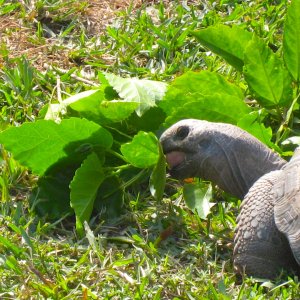 ALDABRA BREEDER