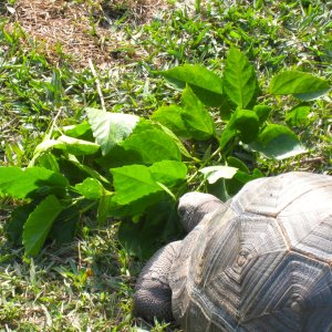 ALDABRA BREEDER