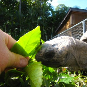 ALDABRA BREEDER