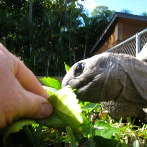ALDABRA BREEDER