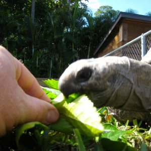 ALDABRA BREEDER