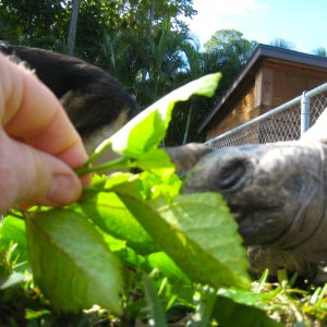 ALDABRA BREEDER