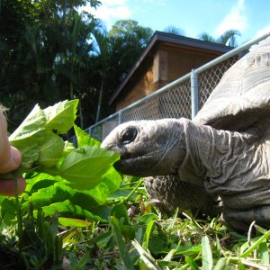 ALDABRA BREEDER