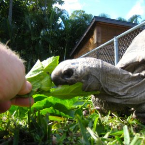 ALDABRA BREEDER