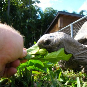 ALDABRA BREEDER