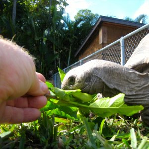ALDABRA BREEDER
