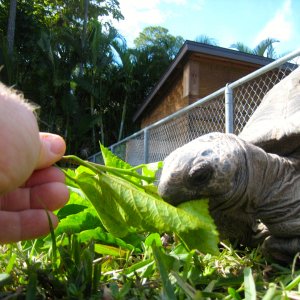ALDABRA BREEDER