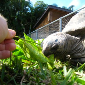 ALDABRA BREEDER