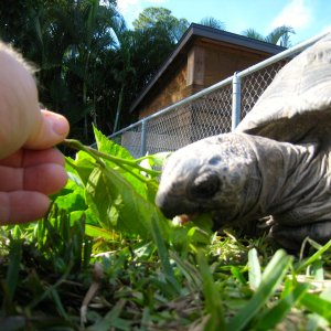 ALDABRA BREEDER