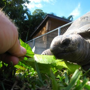 ALDABRA BREEDER