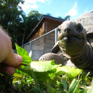 ALDABRA BREEDER