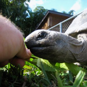 ALDABRA BREEDER
