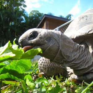 ALDABRA BREEDER
