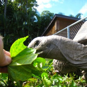 ALDABRA BREEDER