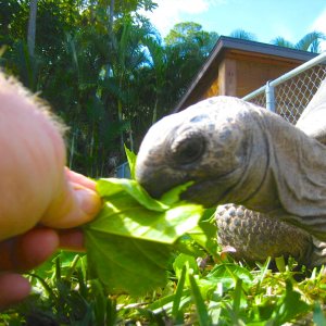 ALDABRA BREEDER