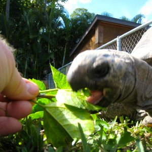 ALDABRA BREEDER