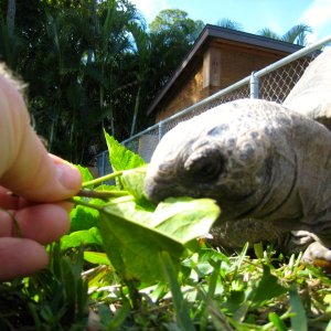 ALDABRA BREEDER