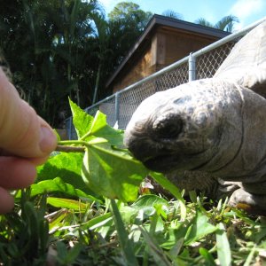 ALDABRA BREEDER