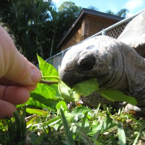 ALDABRA BREEDER