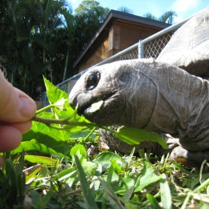 ALDABRA BREEDER