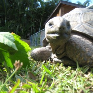 ALDABRA BREEDER