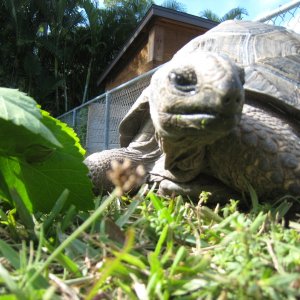 ALDABRA BREEDER