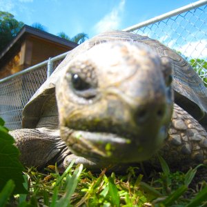 ALDABRA BREEDER