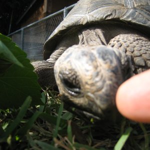 ALDABRA BREEDER
