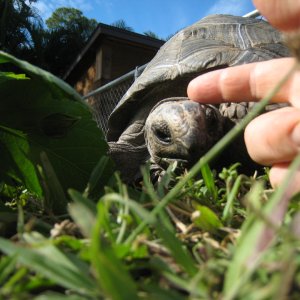 ALDABRA BREEDER