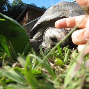 ALDABRA BREEDER