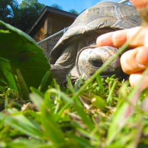 ALDABRA BREEDER
