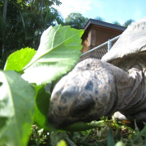 ALDABRA BREEDER