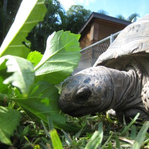 ALDABRA BREEDER