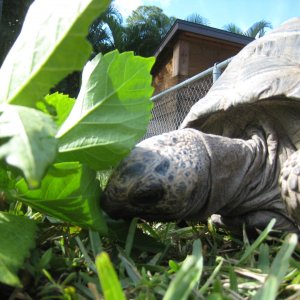 ALDABRA BREEDER