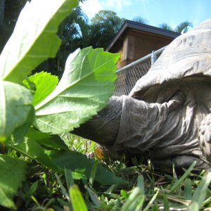 ALDABRA BREEDER