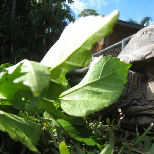 ALDABRA BREEDER