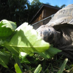 ALDABRA BREEDER
