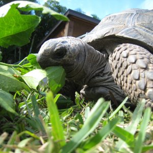 ALDABRA BREEDER