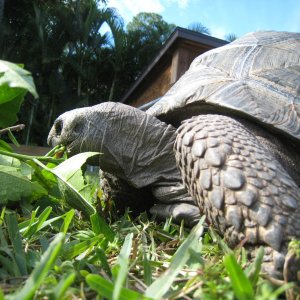 ALDABRA BREEDER
